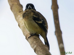 Sporophila morelleti