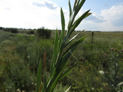 Linaria biebersteinii