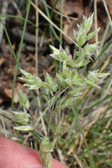 Poa fendleriana