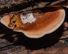 Postia pelliculosa
