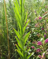 Linaria biebersteinii