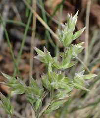 Poa fendleriana