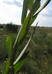 Linaria biebersteinii