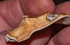 Postia pelliculosa