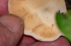 Postia pelliculosa