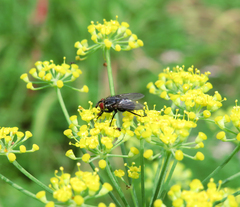Calyptratae