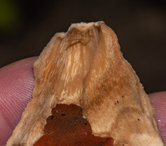 Postia pelliculosa
