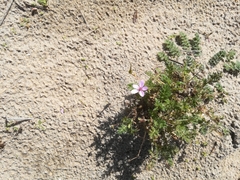 Erodium cicutarium