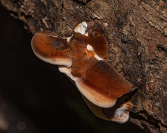 Postia pelliculosa