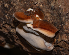 Postia pelliculosa