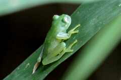 Vitreorana uranoscopa