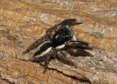 Jotus auripes