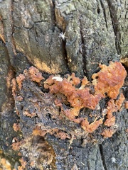 Ductifera pululahuana