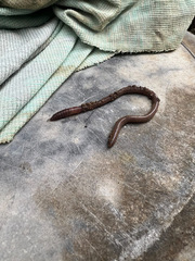 Amynthas gracilis