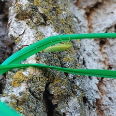 Gyponana