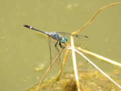 Micrathyria aequalis