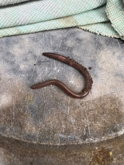 Amynthas gracilis