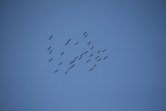 Threskiornis spinicollis