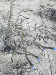 Echium vulgare