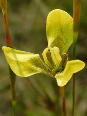 Moraea bellendenii
