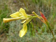 Moraea bellendenii