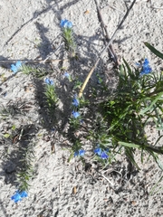 Echium vulgare