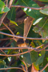 Rhipidura phasiana