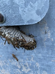 Orsilochides guttata