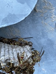 Orsilochides guttata