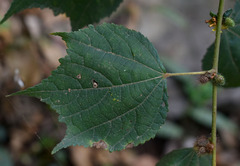 Triumfetta pentandra