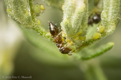 Crematogaster lineolata