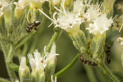 Crematogaster lineolata