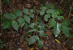 Micromelum minutum