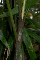 Ptychosperma macarthurii