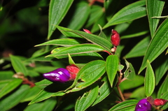 Melastomeae