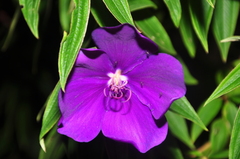 Melastomeae