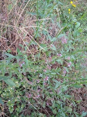 Verbena brasiliensis