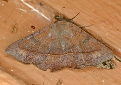 Epidromia rotundata