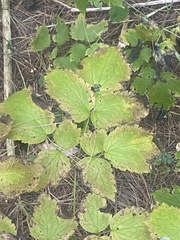 Actaea