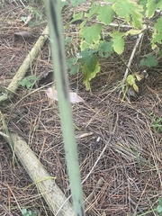 Actaea