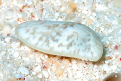Donacidae