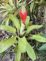 Aechmea lamarchei