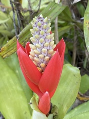 Aechmea lamarchei