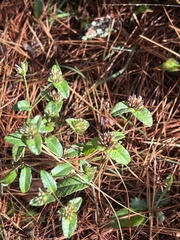 Elephantopus carolinianus