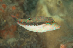 Canthigaster bennetti