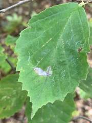 Caloptilia superbifrontella