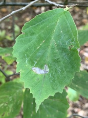 Caloptilia superbifrontella