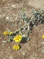 Encelia actoni