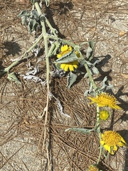 Encelia actoni