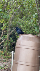 Corvus